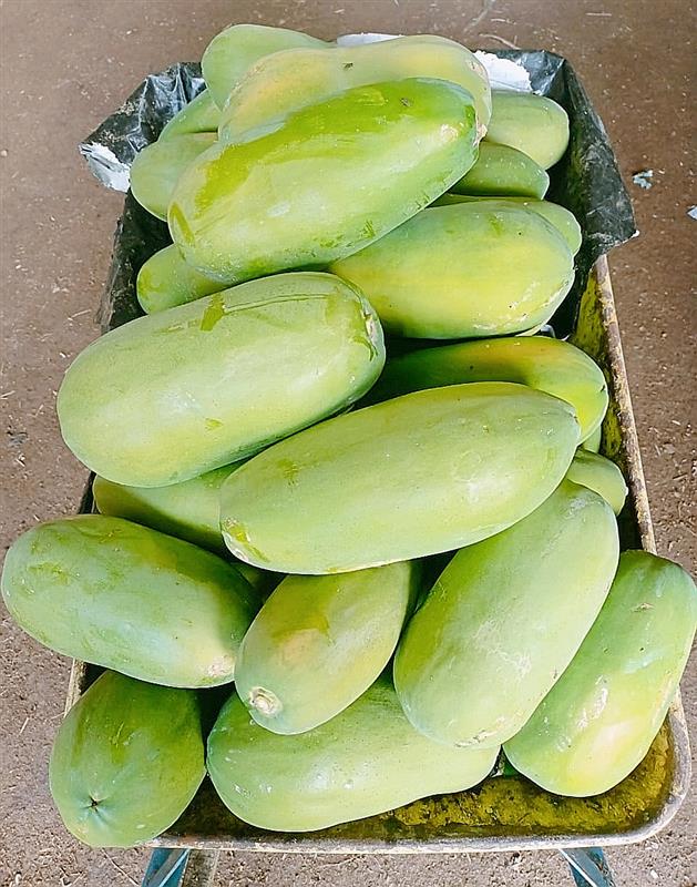 BETIK SEKAKI