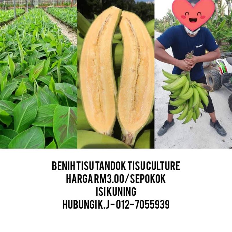 BENIH TISU PISANG TANDOK