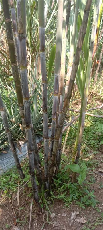 Tebu ragnar dan tebu telur