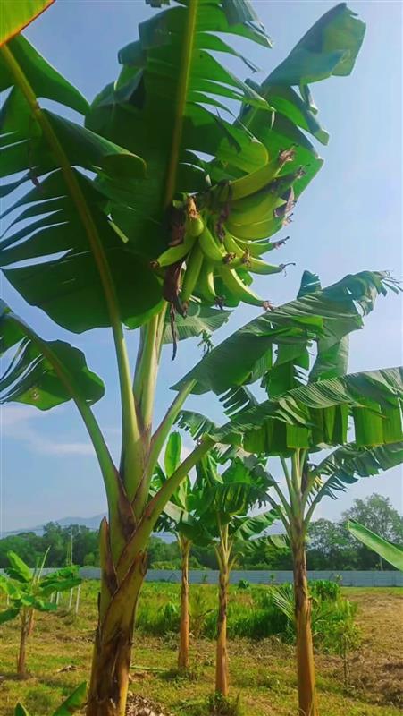 pisang tanduk lang (isi kuning)