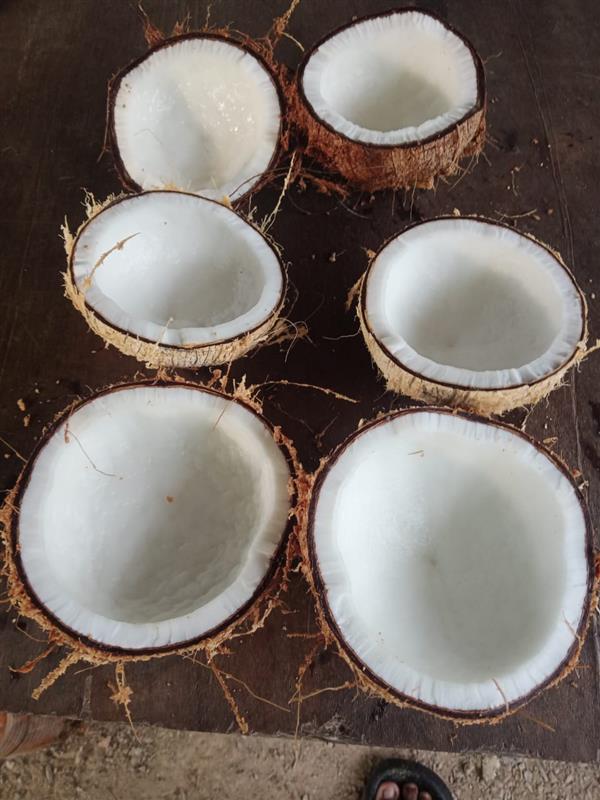 Kelapa Tua