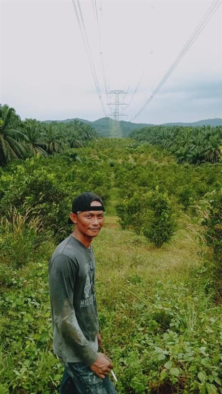 Limau kasturi, limau nipis