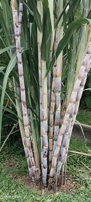 Tebu Ragnar dan mutiara