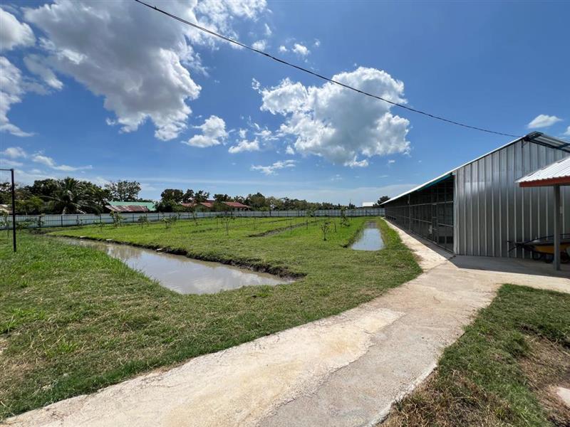 Ayam belanda (ayam piru)