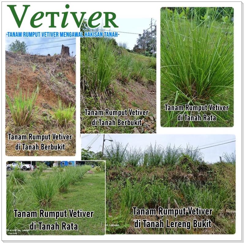 Rumput Vertiver Utk Cerun
