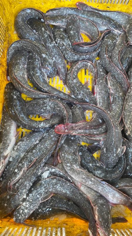 IKAN KELI SEGAR KUANTAN