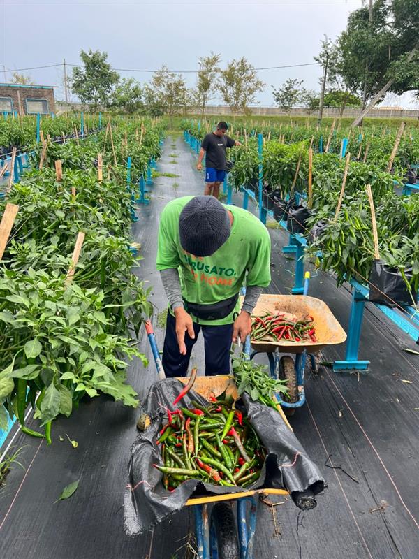 Cili Besar Sakata 461