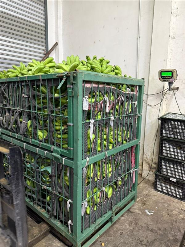 PISANG BERANGAN 