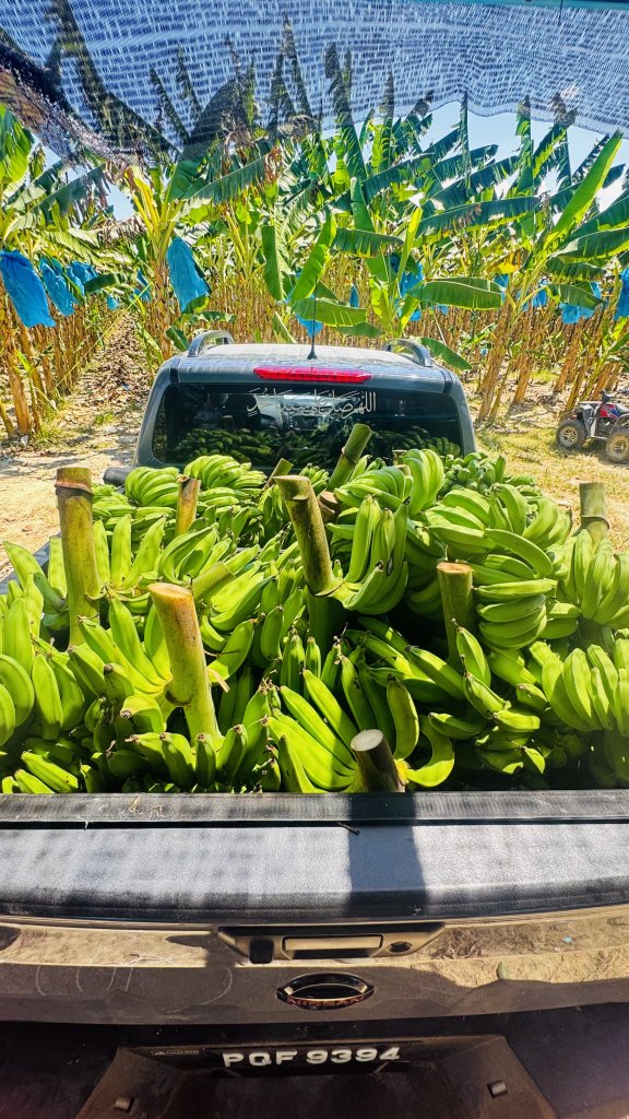 Pisang Nangka