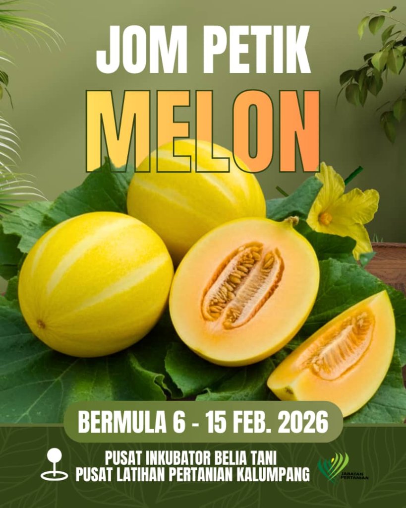 Rock Melon