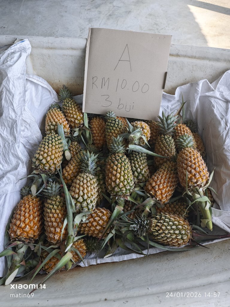 Nanas Moris