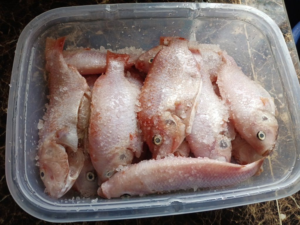 Ikan Talapia Merah