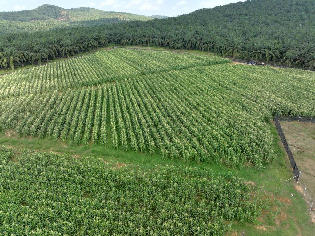 Jagung Manis