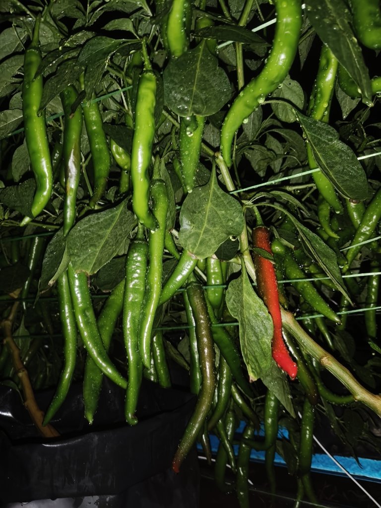 Cili Sakata