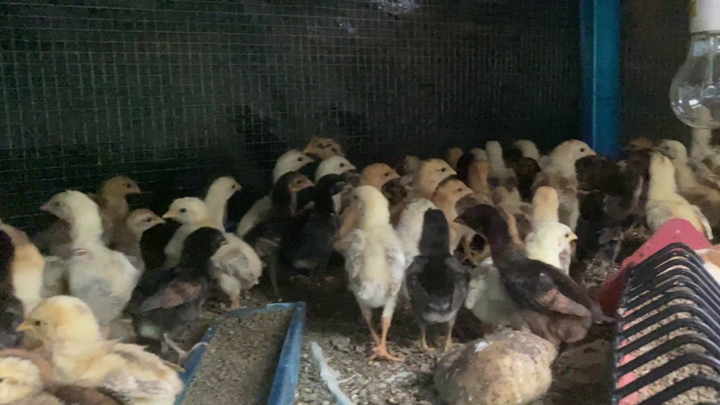Anak Ayam Kampung Asli