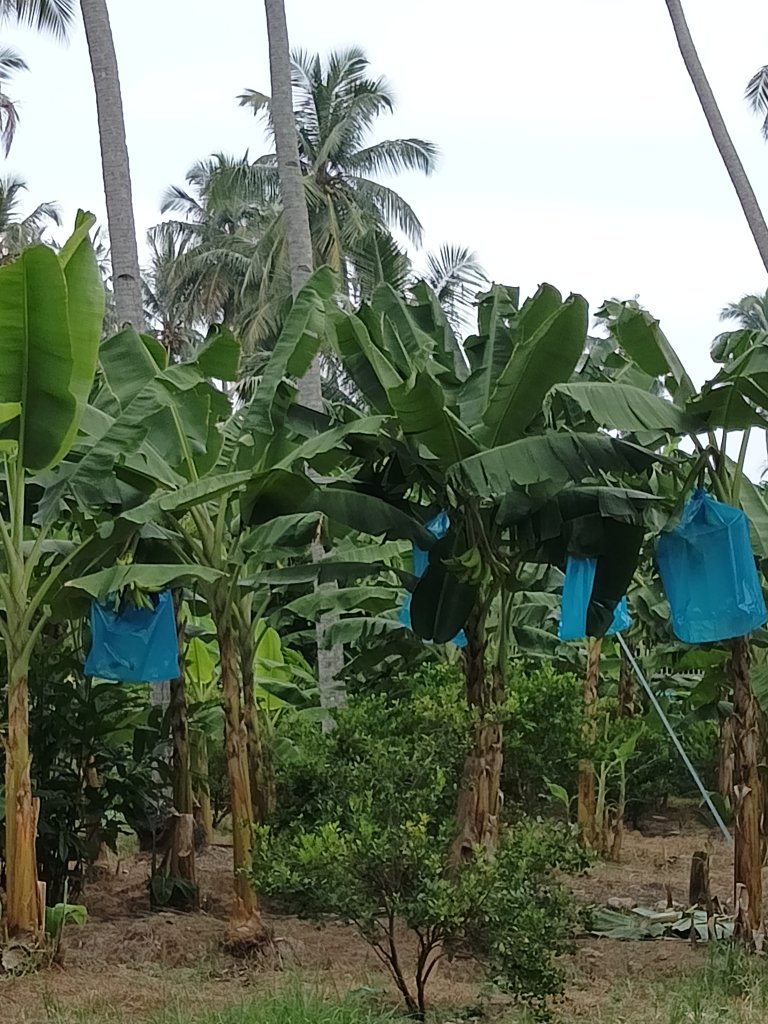 Pisang Lang