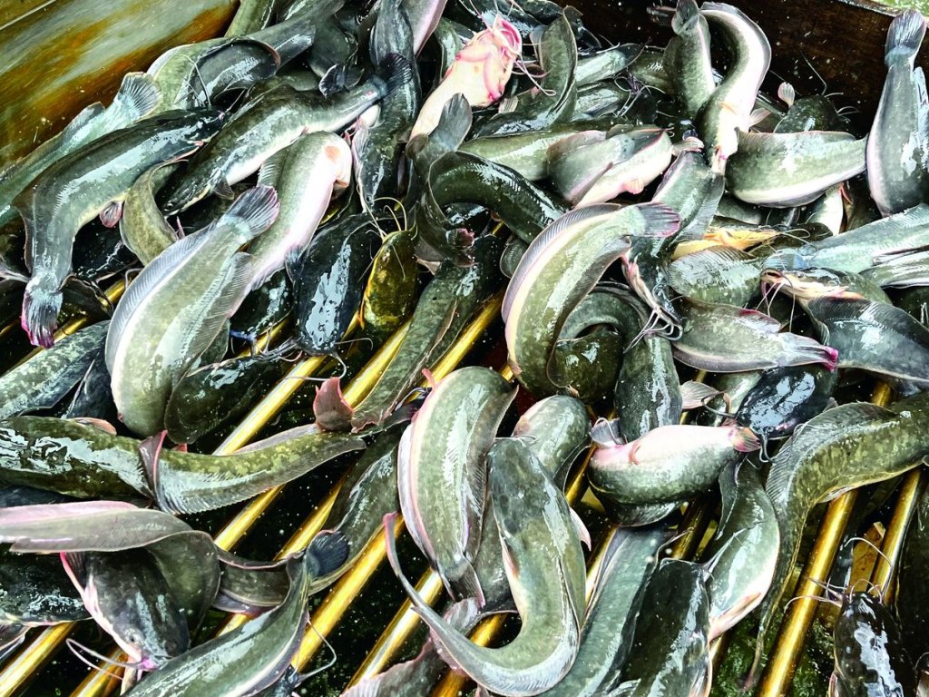 Ikan Keli