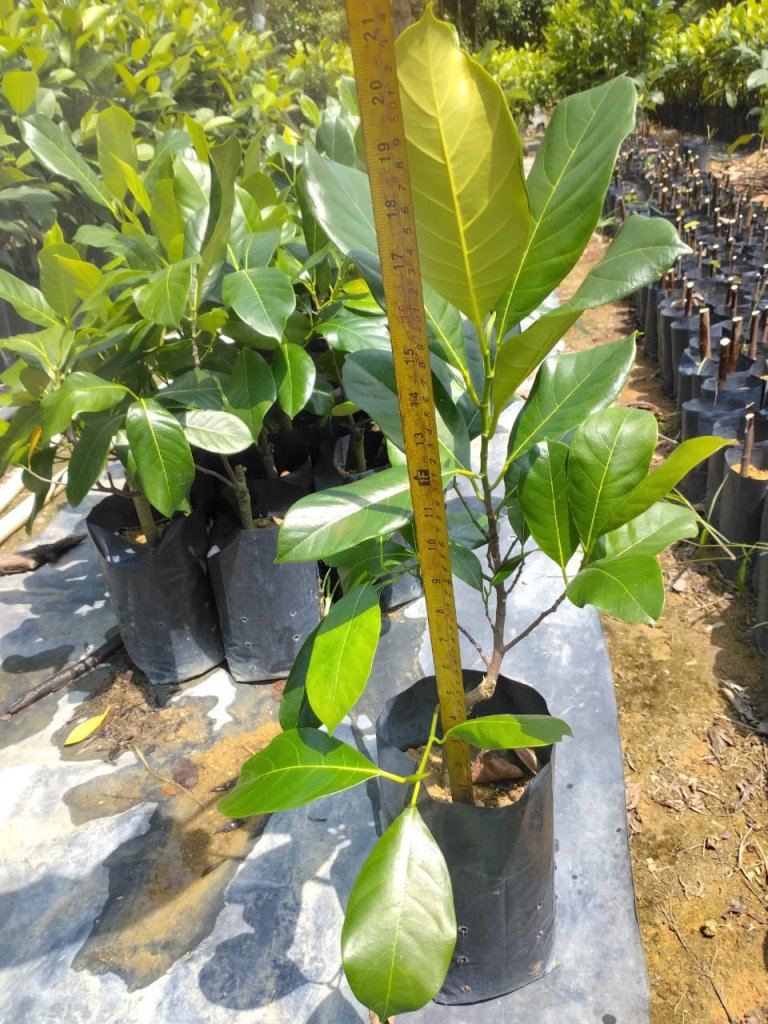 Cempedak Nangka