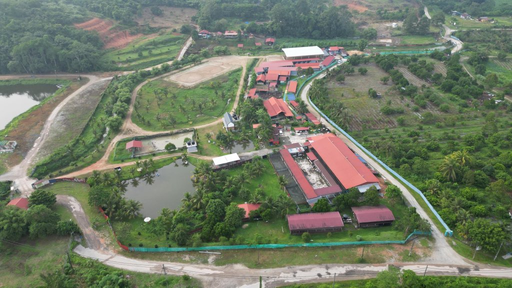 Anak Ayam Kampung Asli