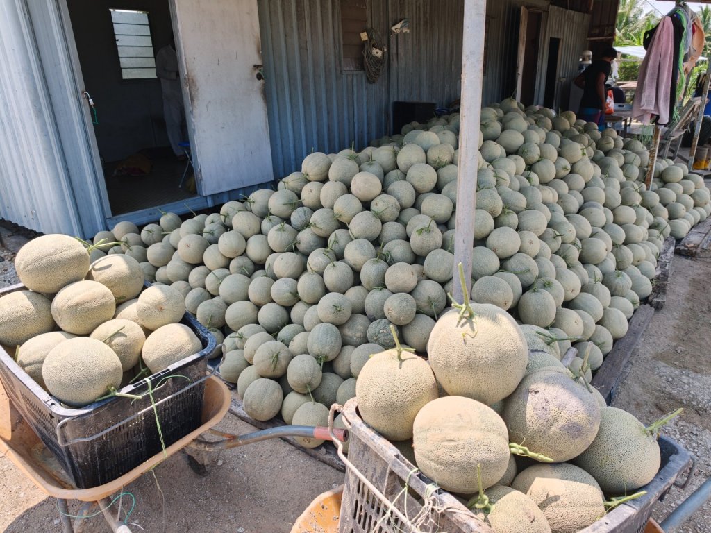 Rock Melon