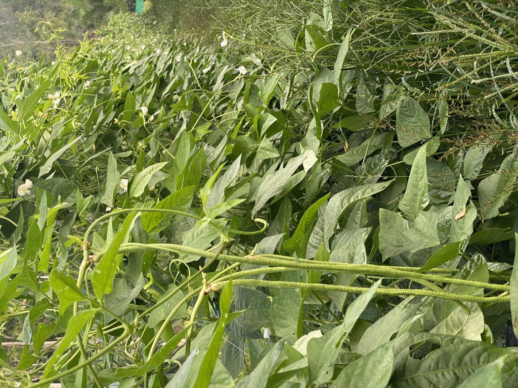 Kacang Panjang