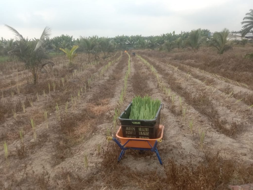 Serai Wangi