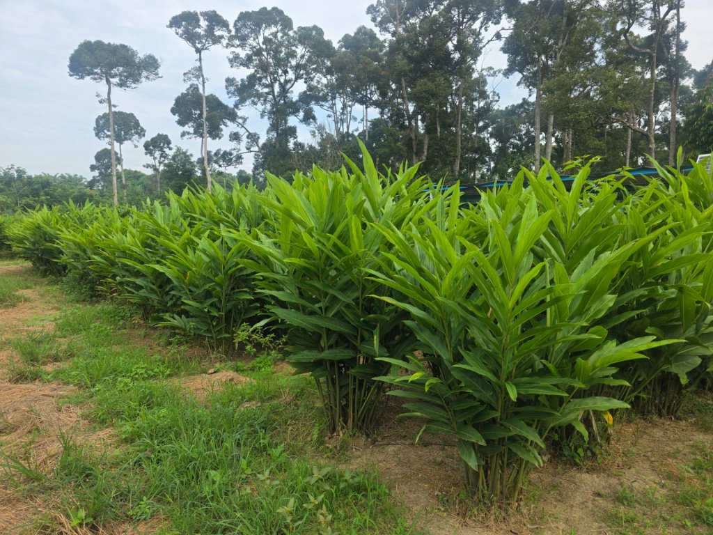 Lengkuas Merah
