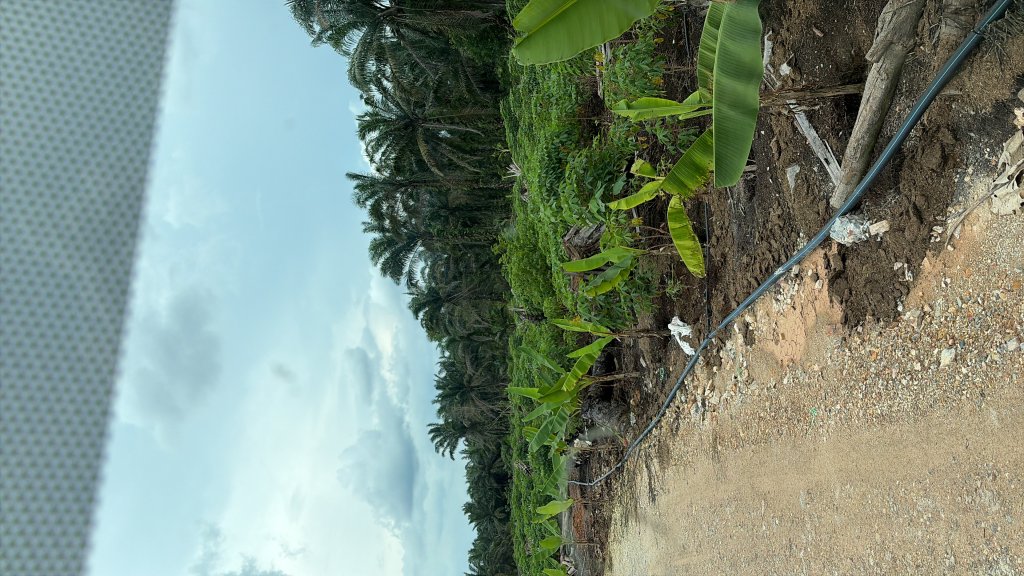 Ubi Kayu Indo