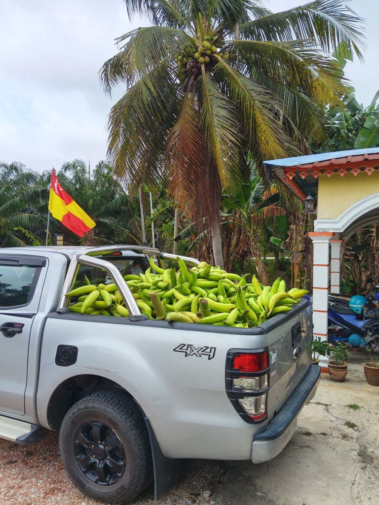 Pisang tanduk 