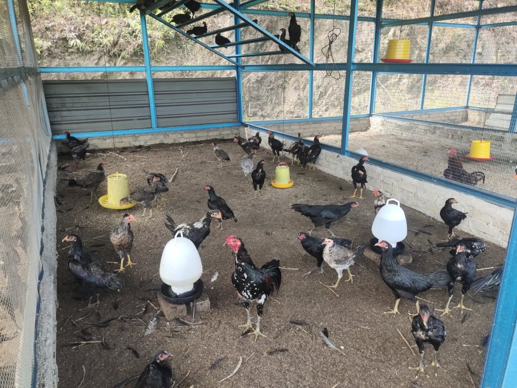 Anak Ayam Kampung Asli
